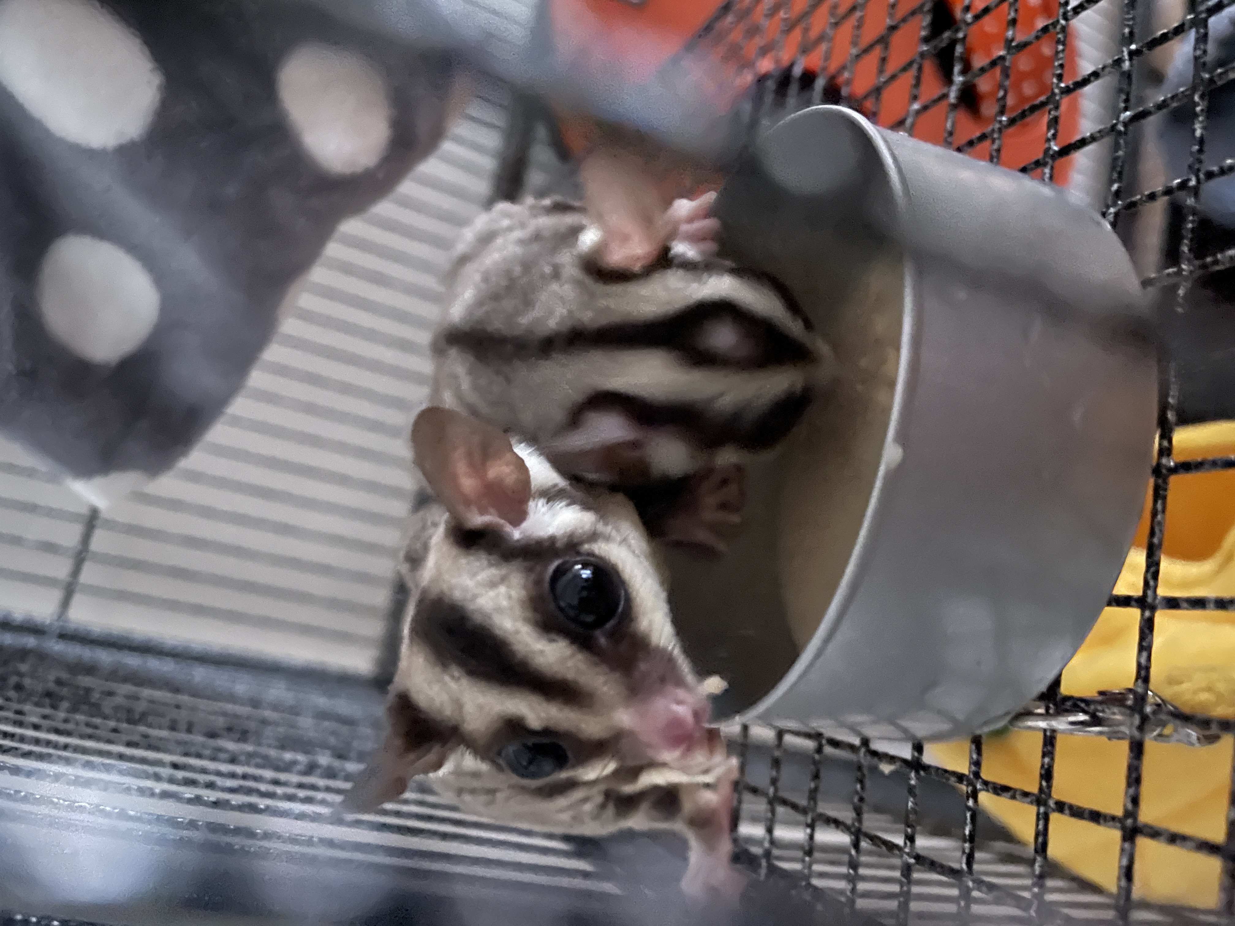 Sugar Glider 1