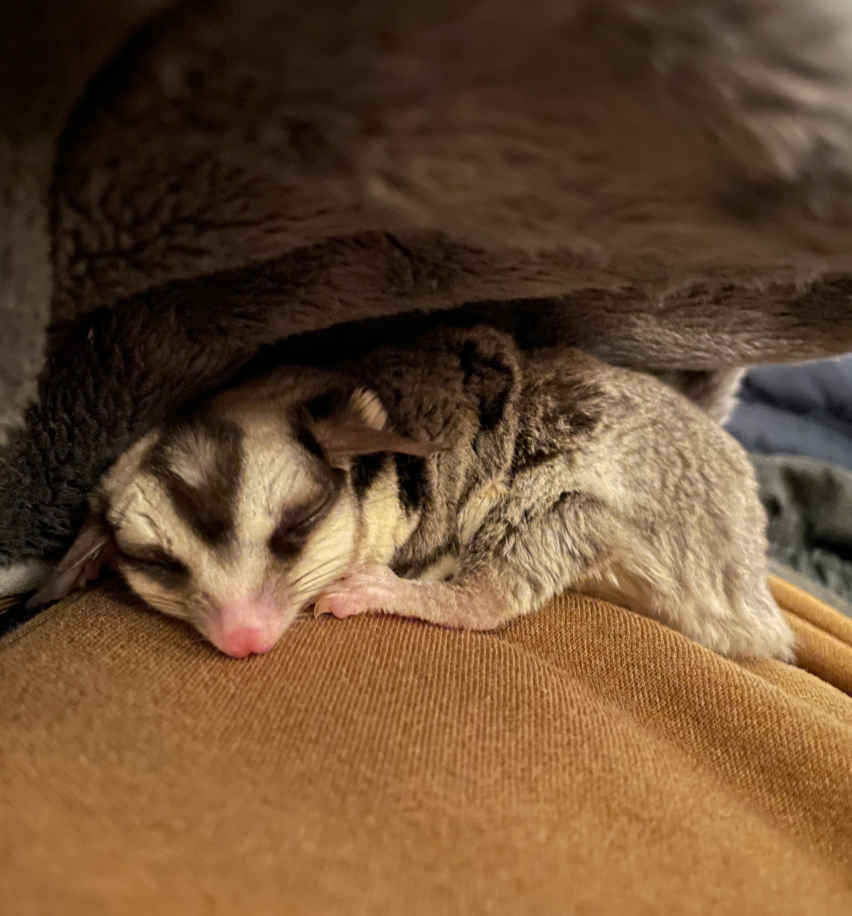 Sugar Glider 2